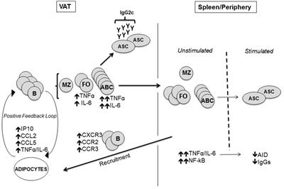 Adipose Tissue Inflammation Induces B Cell Inflammation and Decreases B Cell Function in Aging